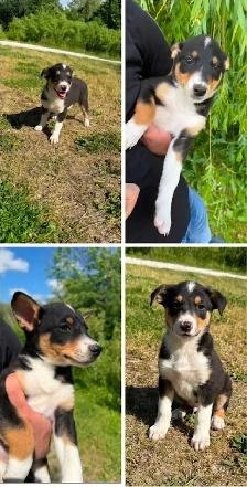 Border Collie x Labrador Puppies - Photo 5