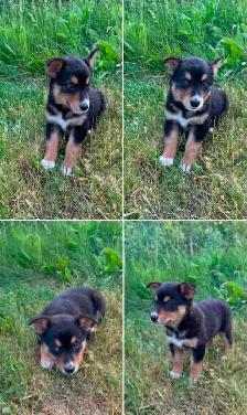 Border Collie x Labrador Puppies - Photo 6