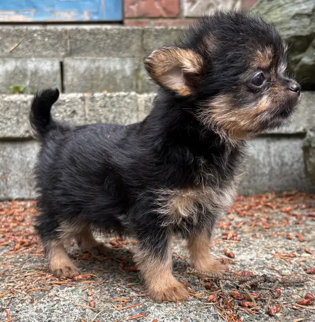 Pom- Chihuahua- Yorkies