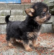 Pom- Chihuahua- Yorkies