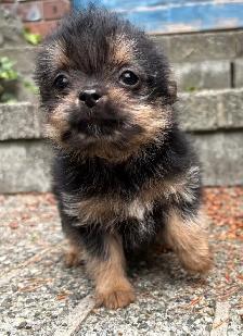 Pom- Chihuahua- Yorkies - Photo 2