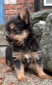 Pom- Chihuahua- Yorkies - Photo 3