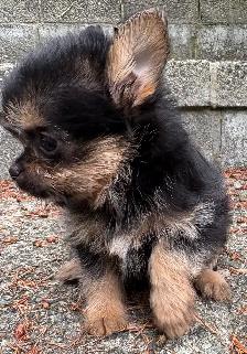 Pom- Chihuahua- Yorkies - Photo 4