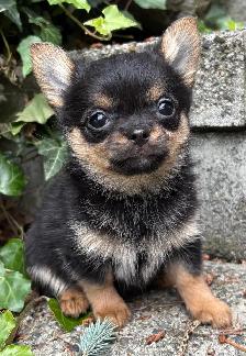Pom- Chihuahua- Yorkies - Photo 5