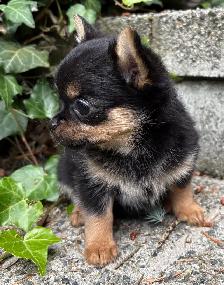 Pom- Chihuahua- Yorkies - Photo 6