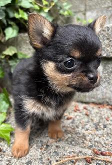 Pom- Chihuahua- Yorkies - Photo 7