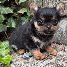 Pom- Chihuahua- Yorkies - Photo 8