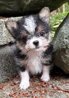 Pom- Chihuahua- Yorkies - Photo 9