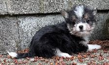 Pom- Chihuahua- Yorkies - Photo 10