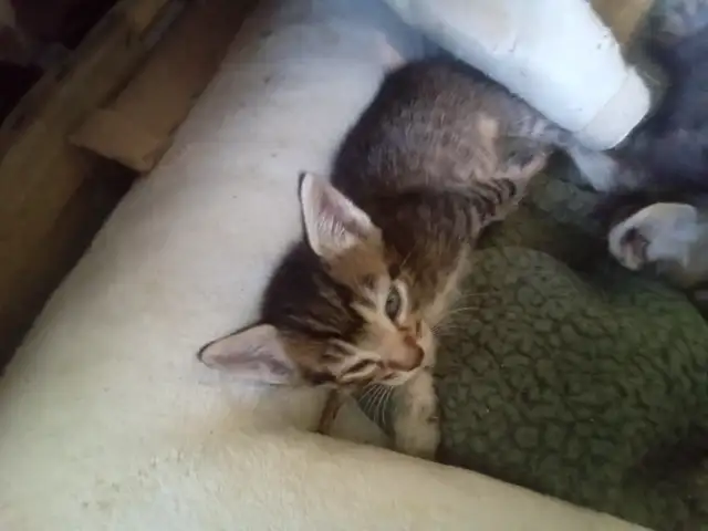 Stripes and spots. Kitty's need a home.