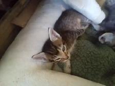 Stripes and spots. Kitty's need a home.