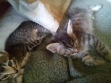 Stripes and spots. Kitty's need a home. - Photo 2