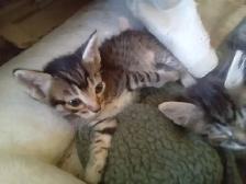 Stripes and spots. Kitty's need a home. - Photo 3