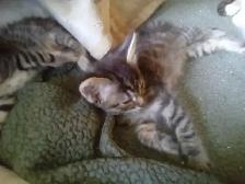 Stripes and spots. Kitty's need a home. - Photo 4