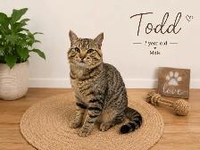 Todd - Friendly Feline Looking for Forever Family
