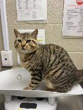 Todd - Friendly Feline Looking for Forever Family - Photo 2