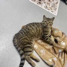 Todd - Friendly Feline Looking for Forever Family - Photo 3