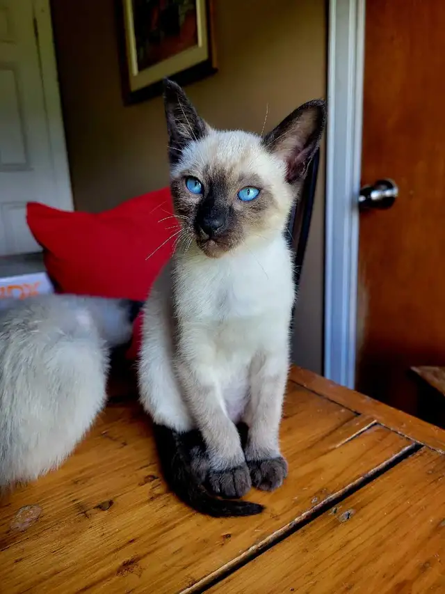 magnifiques Bébés Siamois reste 2 seulement