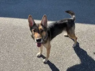 Roxanne - Sweet Shepherd Mix Available  for Adoption