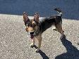Roxanne - Sweet Shepherd Mix Available  for Adoption