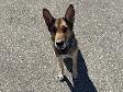 Roxanne - Sweet Shepherd Mix Available  for Adoption - Photo 2