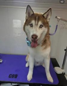 Mobile Dog Grooming - Photo 3