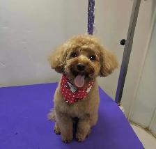 Mobile Dog Grooming - Photo 4