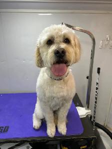 Mobile Dog Grooming - Photo 5