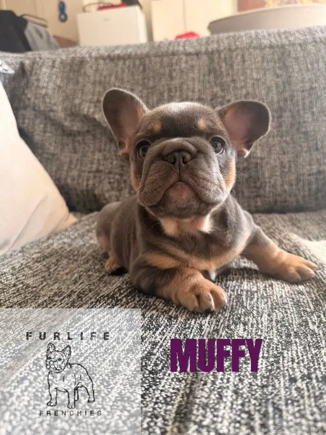 beautiful French bulldog puppies