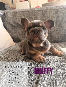 beautiful French bulldog puppies