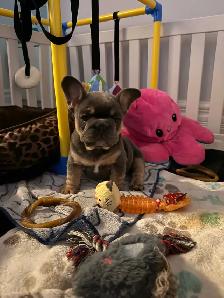 beautiful French bulldog puppies - Photo 2