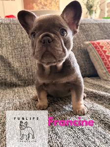 beautiful French bulldog puppies - Photo 3