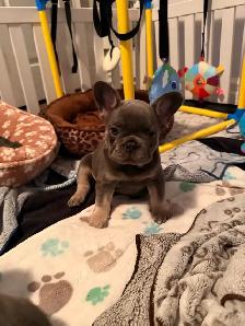 beautiful French bulldog puppies - Photo 4