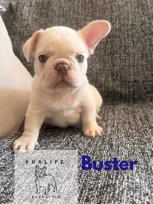 beautiful French bulldog puppies - Photo 5