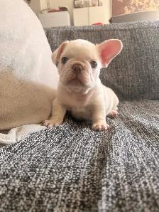 beautiful French bulldog puppies - Photo 6