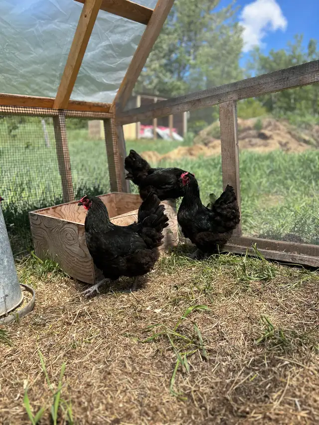 Hens, Chickens.