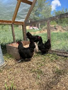 Hens, Chickens.