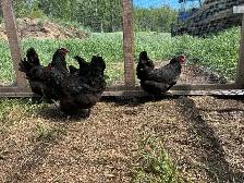 Hens, Chickens. - Photo 2