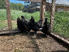 Hens, Chickens. - Photo 3