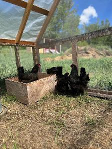 Hens, Chickens. - Photo 4