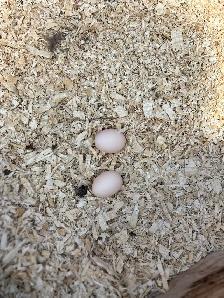 Hens, Chickens. - Photo 5