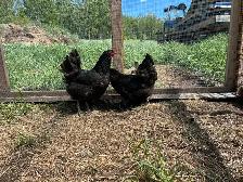 Hens, Chickens. - Photo 6