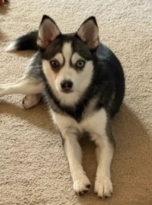 Pomsky female