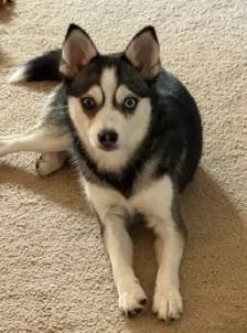 Pomsky female