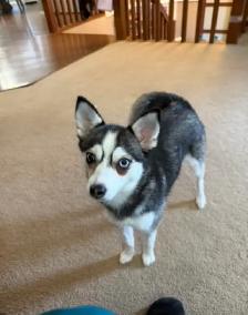 Pomsky female - Photo 2