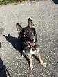 Sylvester - Shepherd Mix Seeking Forever Family - Photo 2