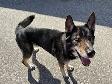 Sylvester - Shepherd Mix Seeking Forever Family - Photo 3