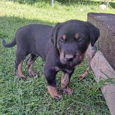 Chiots à vendre