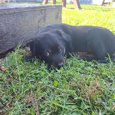 Chiots à vendre - Photo 2