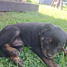 Chiots à vendre - Photo 3